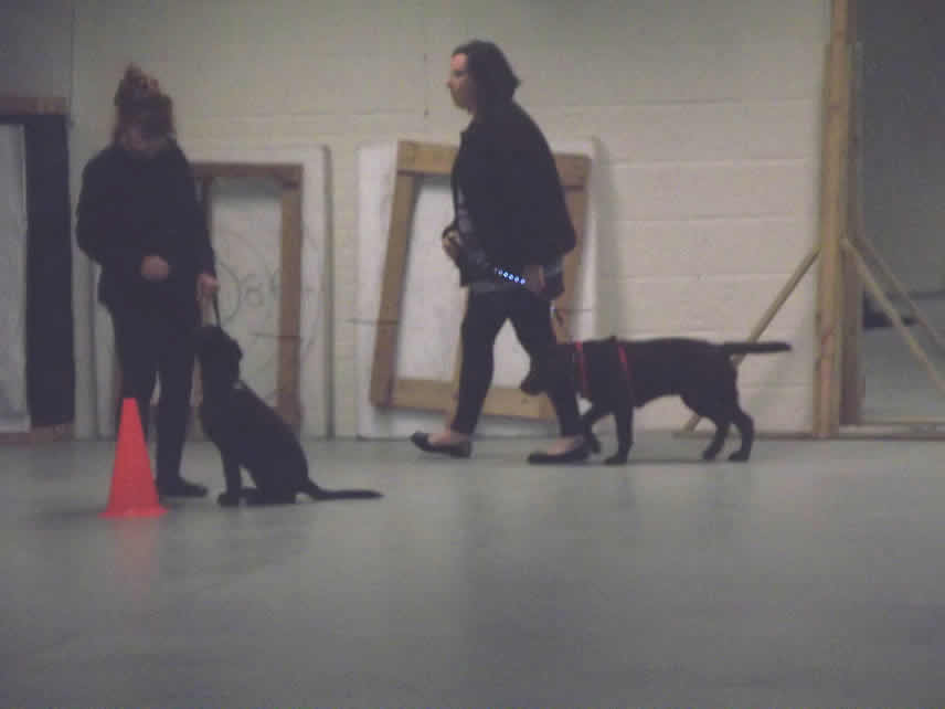 Puppy Training Classes: Sheppey, Sittingbourne, Medway ...